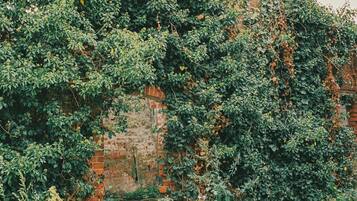 A dense green tree with a brick wall partially obscured behind it.