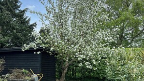 A garden with a tree in full bloom, a wheelbarrow, and a shed. - Renovated wooden house at Vejby Beach (Vejby)