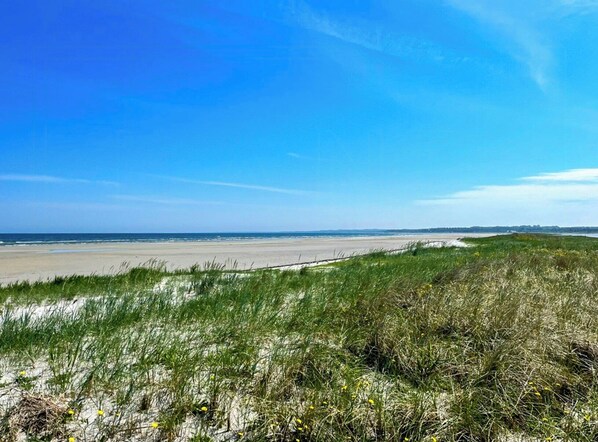 Ein Strand mit Dünen und blauem Himmel.