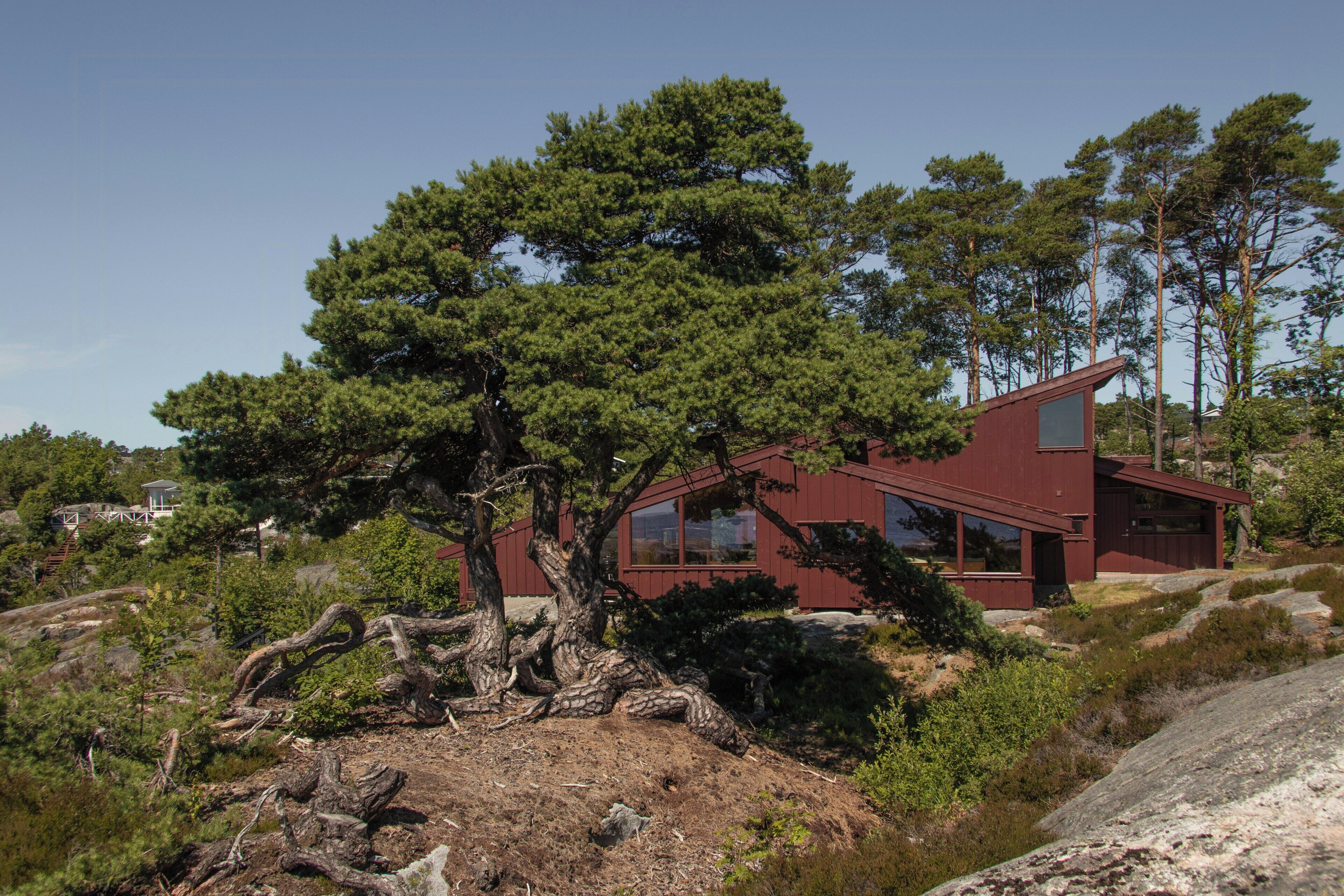 Una casa moderna con un gran pino al frente, rodeada de un paisaje natural.