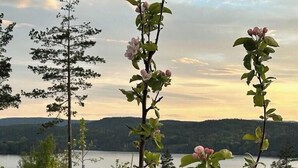 Property grounds - Nordic design cabin with a view over Lake Toke (Drangedal)
