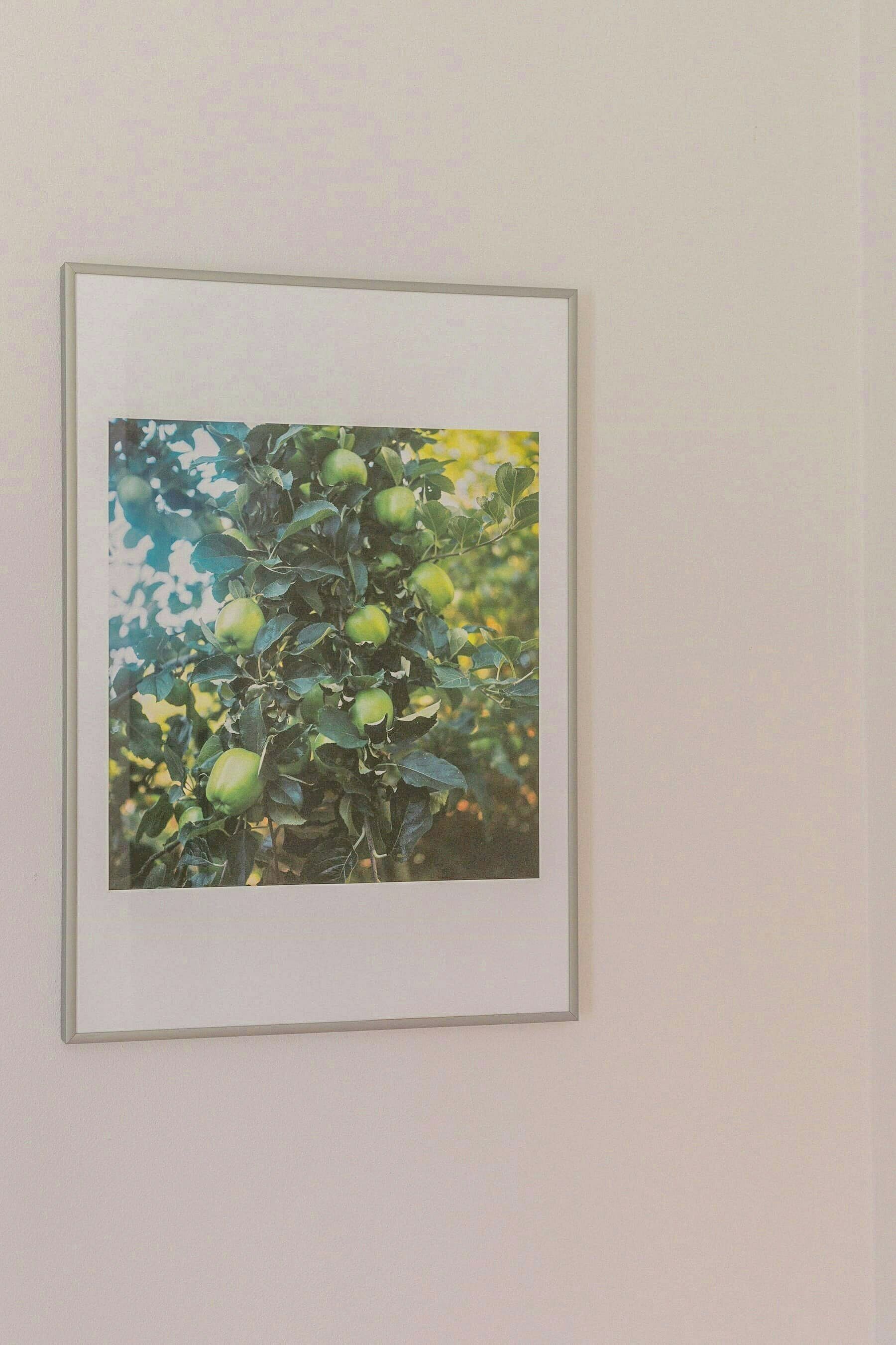 Ein gerahmtes Foto von einem Baum mit grünen Früchten.