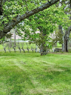 A grassy field with trees and a stone wall.