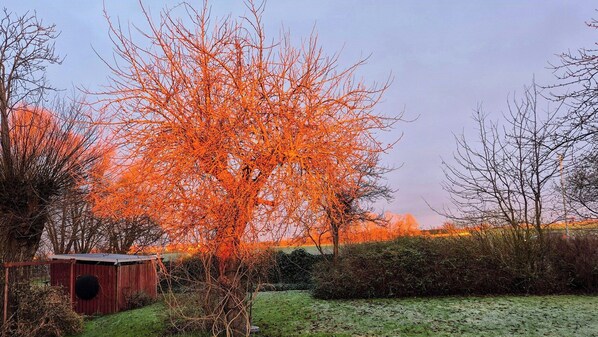 A tree with bare branches and a small shed in a grassy area.