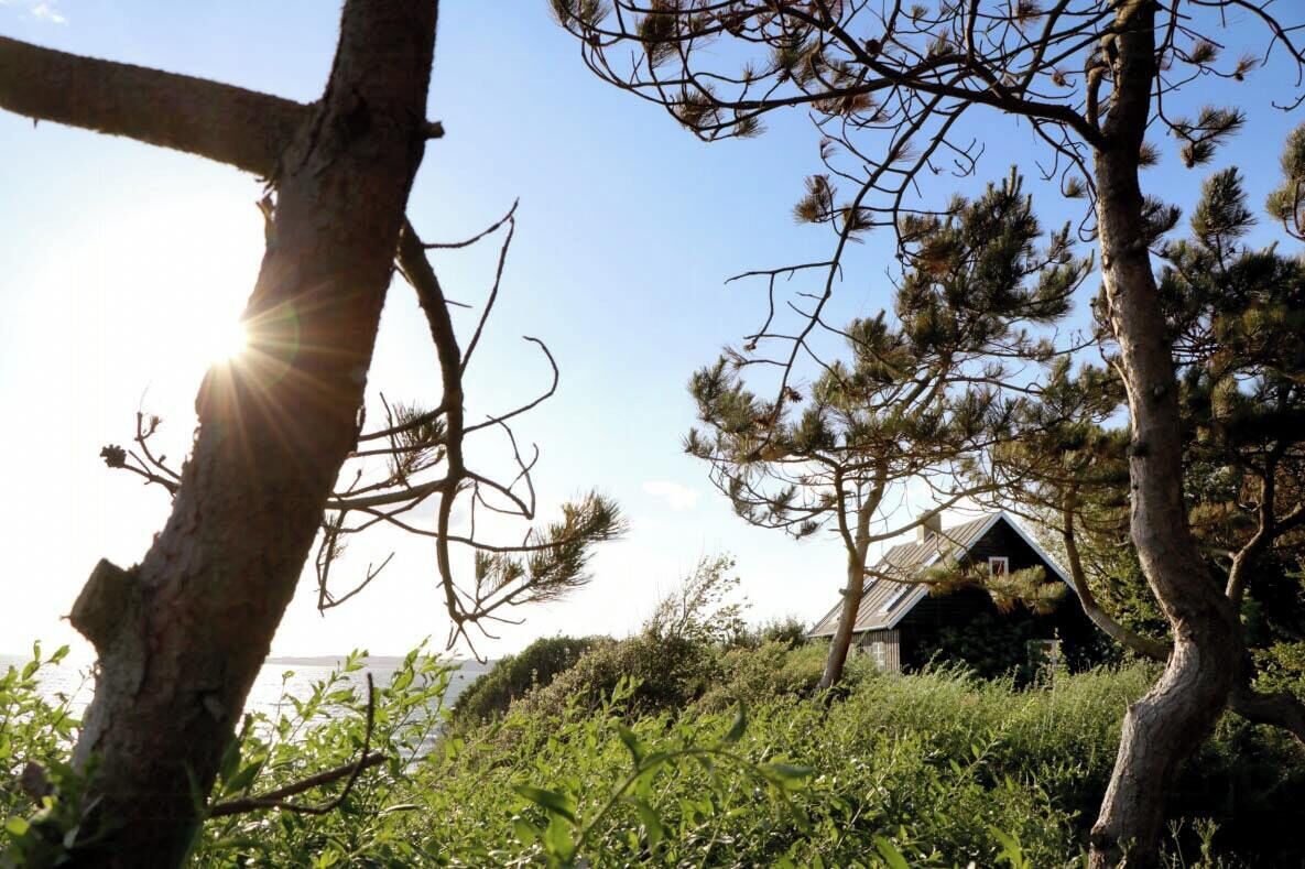A rustic cabin with a sloped roof, surrounded by pine trees and greenery.