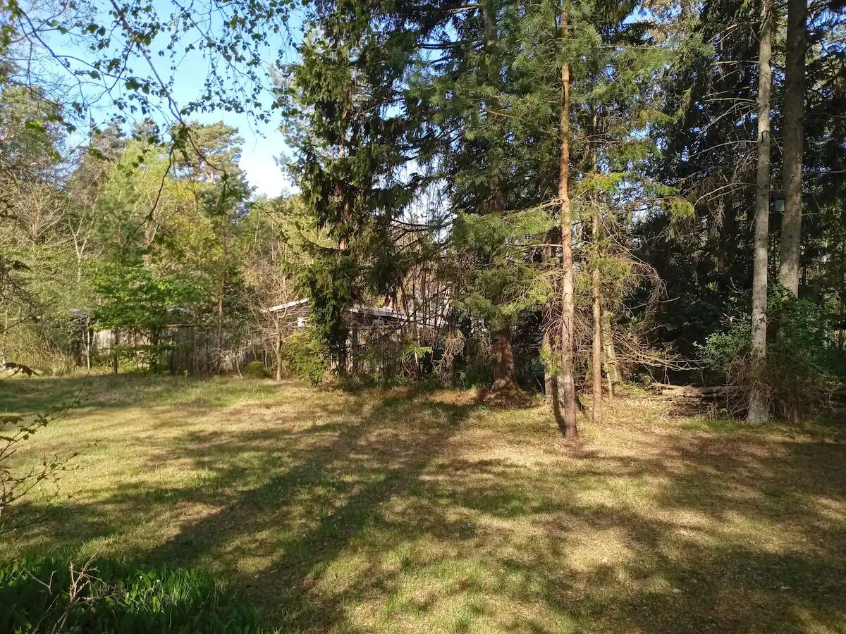 Ein bewaldetes Gebiet mit einem grasbewachsen Pfad und Bäumen.