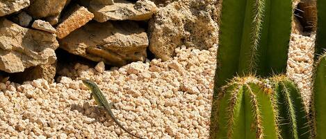 A cactus in a rocky environment.
