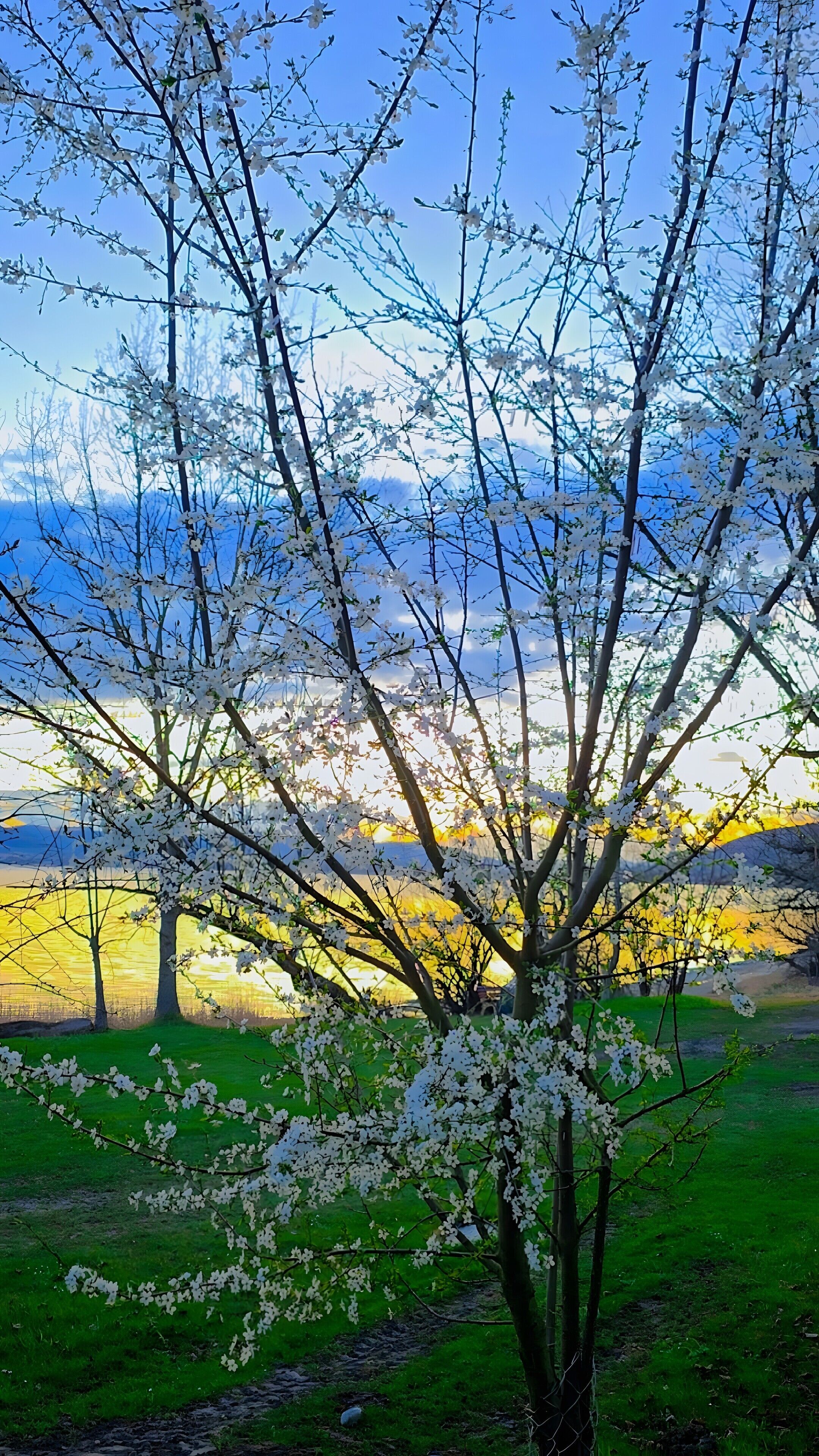 A tree with white blossoms in a grassy field.