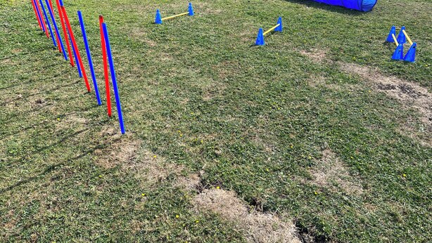 Un champ d’herbe avec des poteaux bleus et rouges disposés en ligne, un tunnel bleu et un arbre en arrière-plan.