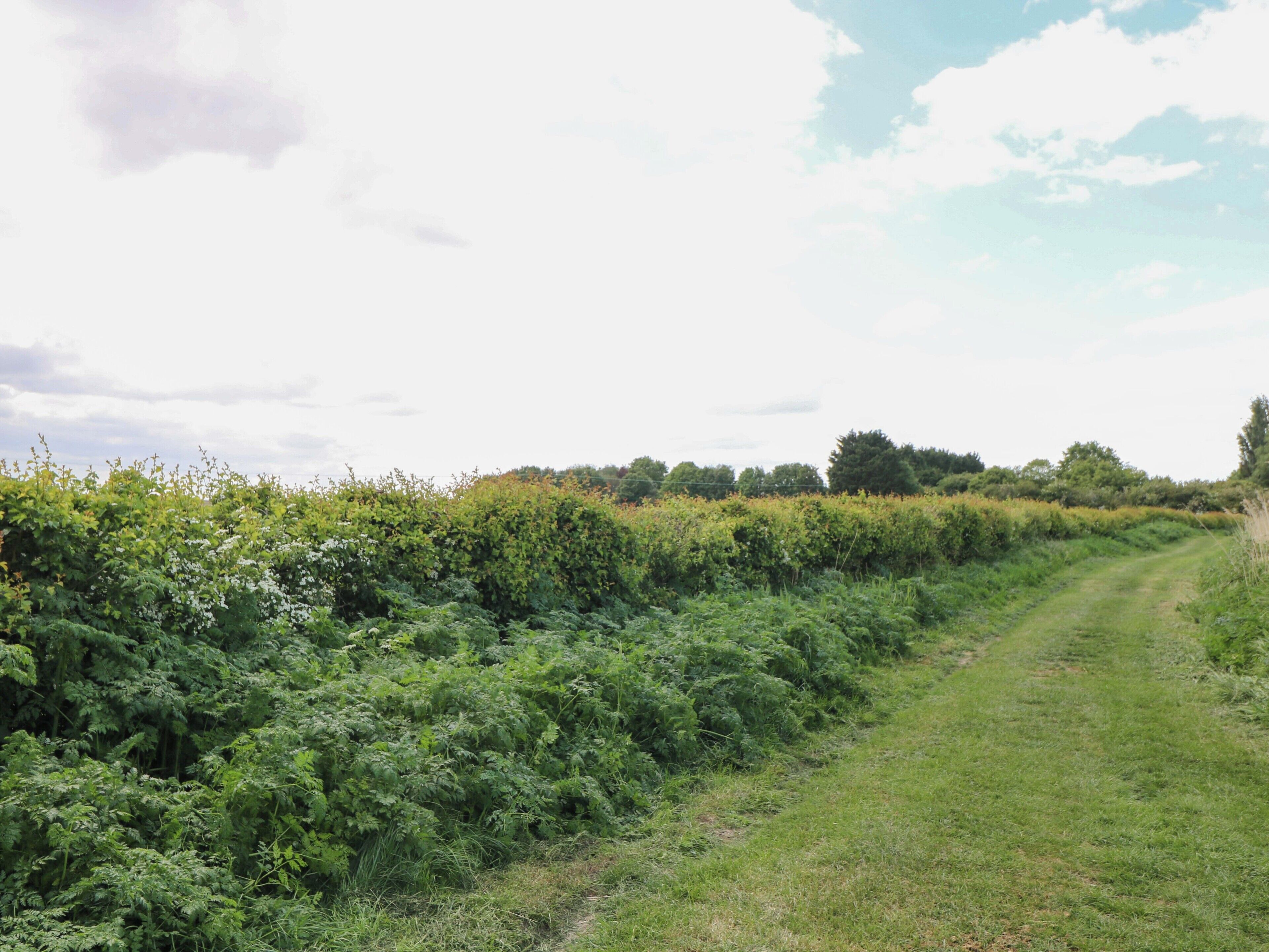 Ländliche Landschaft mit Feldweg, dichter Vegetation und blauem Himmel.
