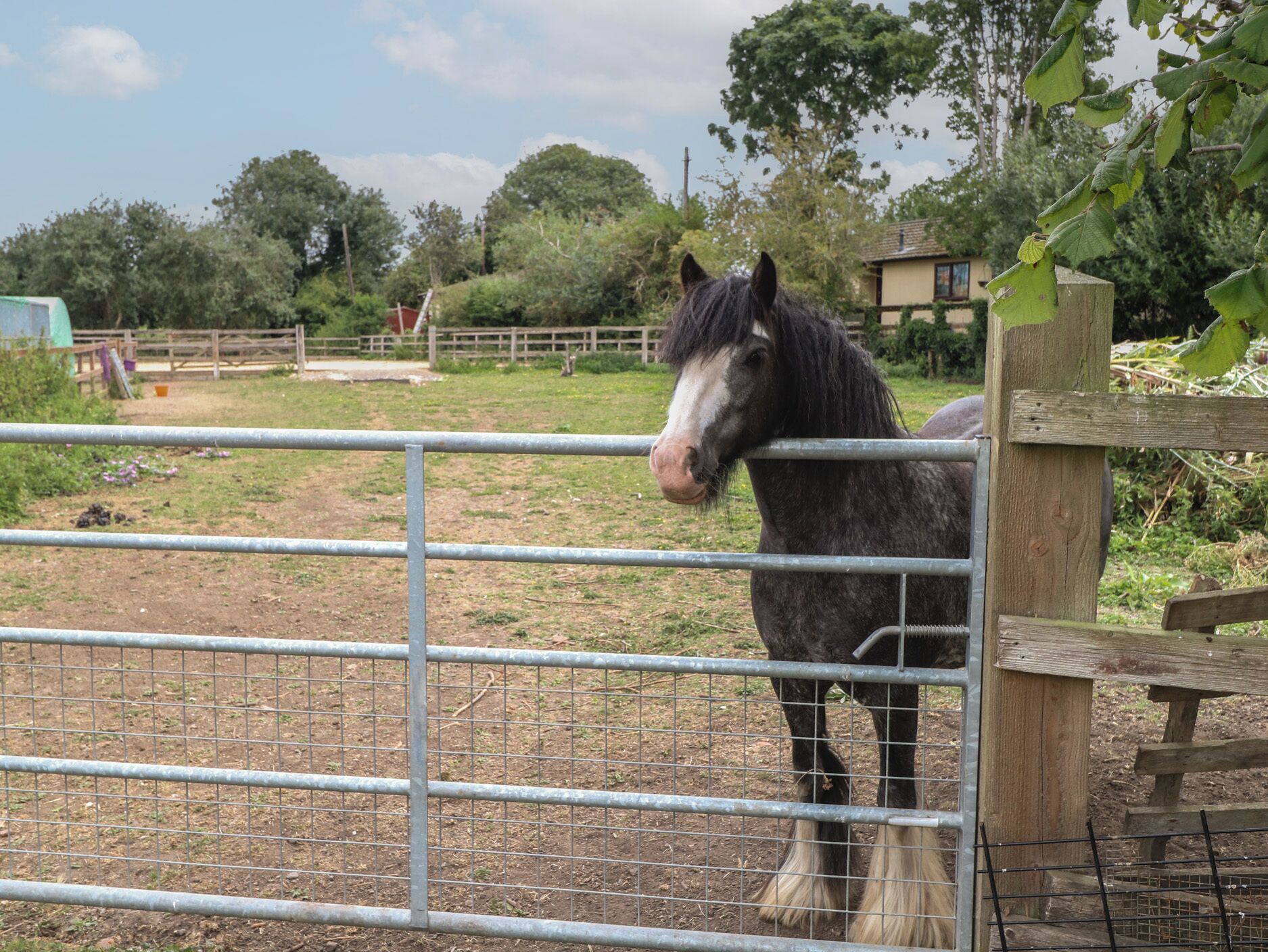 A horse behind a metal fence in an outdoor enclosure.