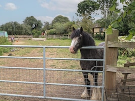 Un caballo detrás de una valla metálica en un espacio al aire libre.