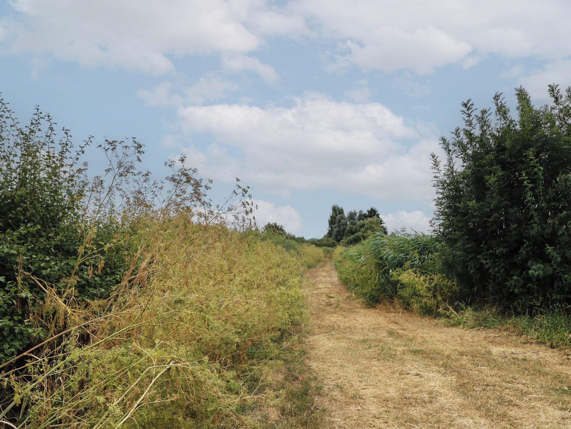 A dirt path leading through a natural landscape with dense vegetation on either side.