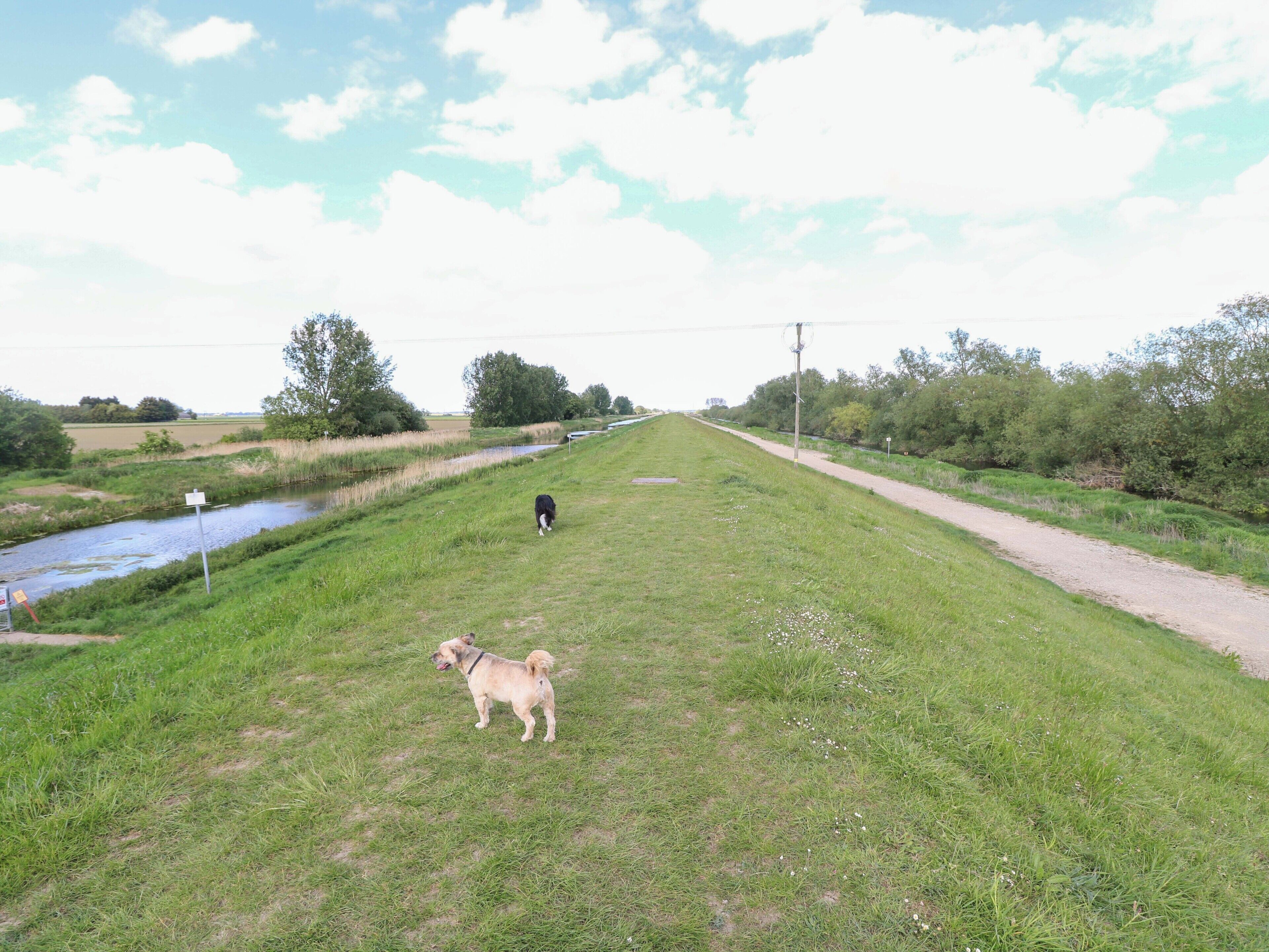 A grassy path beside a water channel with trees and a clear sky.