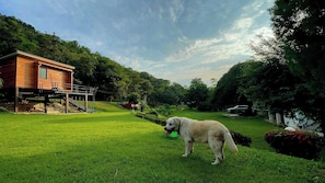 A modern house with a grassy yard, a dog, and a car in the background. - Mountain Front Hut For 2 Rare Birds, Bikes, Nature (Kaeng Krachan)