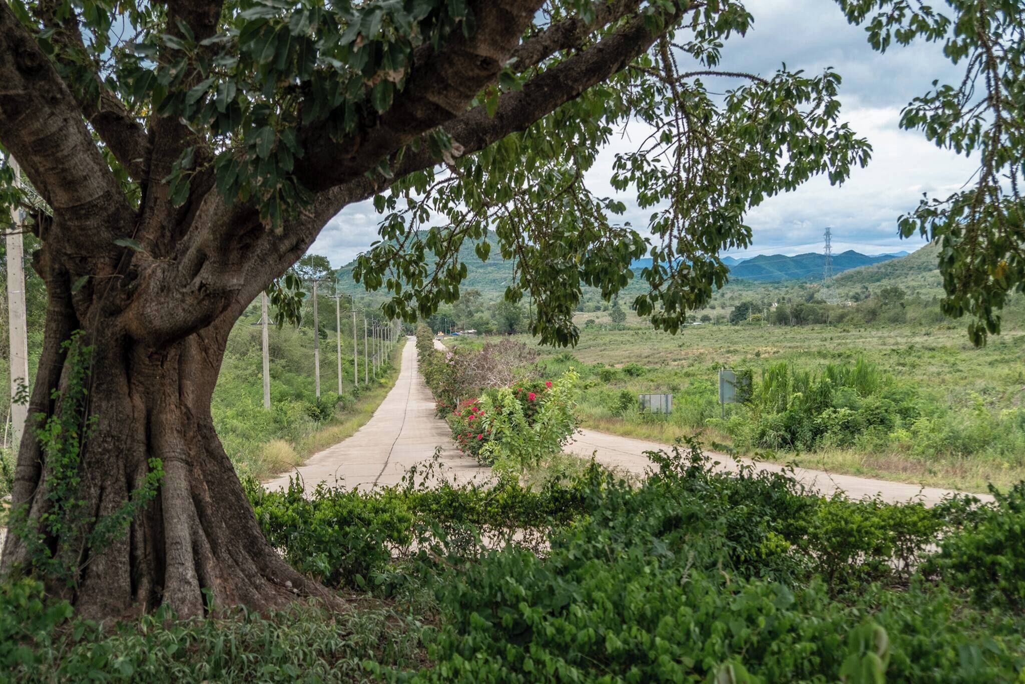 Un sendero bordeado de árboles que conduce a un paisaje rural, con una torre de líneas eléctricas a lo lejos.