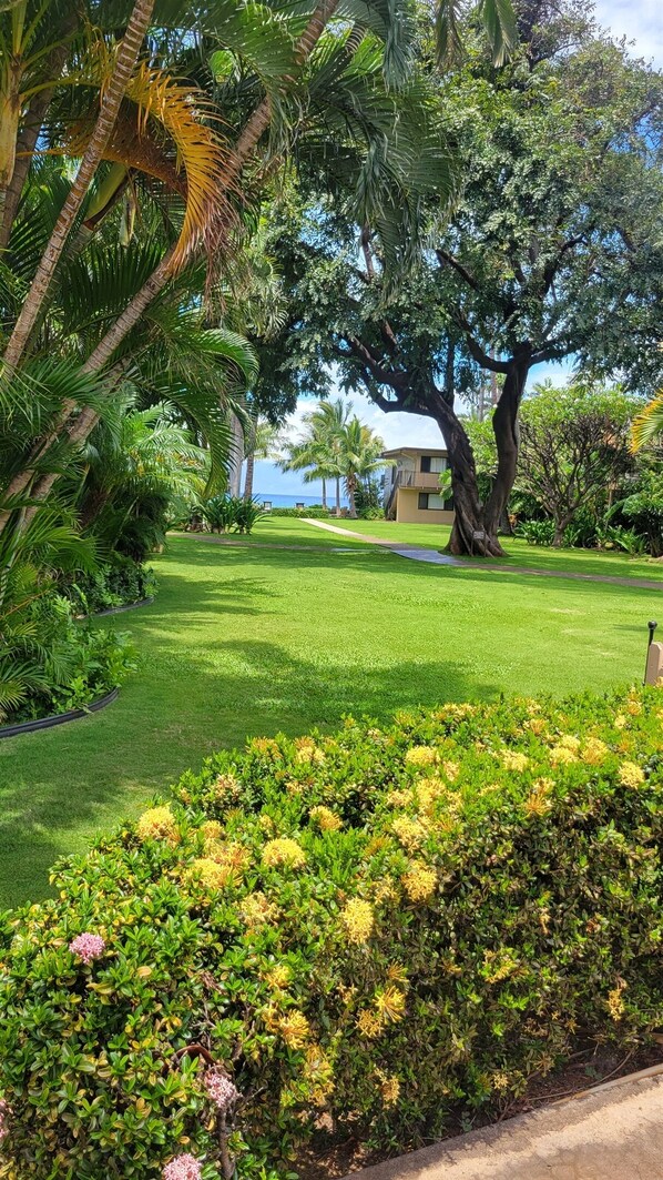 A well-maintained garden with a large tree, a pathway, and a building in the background. - Oceanfront Prop Family Friendly Pool 2BD/2BTH AC (Lahaina)