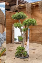 Privat strand, vit sandstrand och strandbarer
