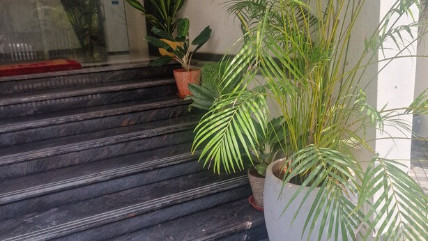 Un conjunto de escalones exteriores que conducen a la entrada de un edificio, rodeado de plantas en macetas.