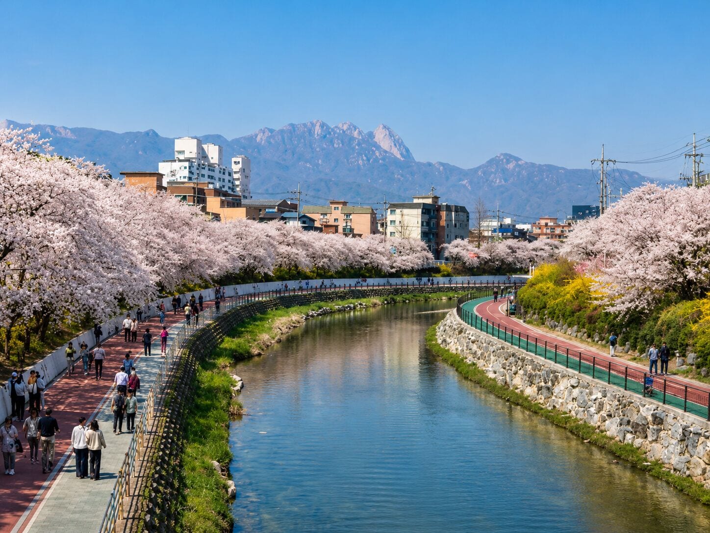 A river with cherry blossoms, a pedestrian path, and buildings in the background.