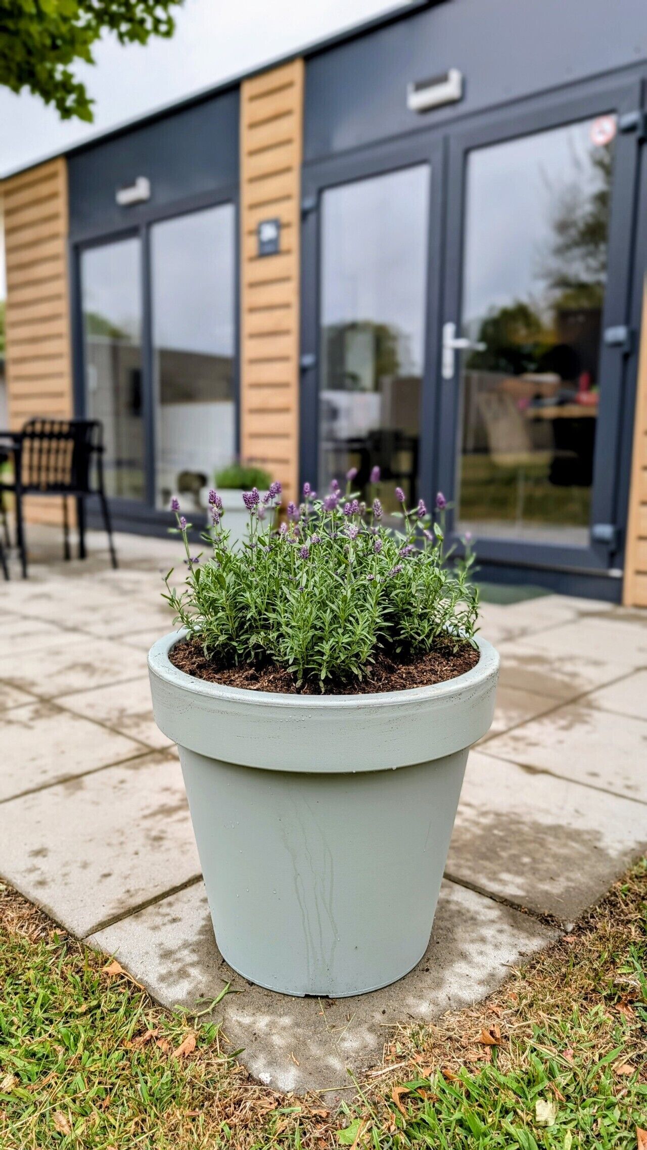 Una planta en maceta con follaje verde y flores moradas en una terraza.