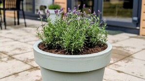 Una pianta in vaso con verdeggiante fogliame e fiori viola su un patio.