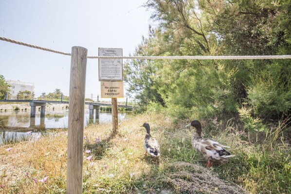 A wooden post with a sign and a rope fence near a body of water with ducks. - Apartamento Xaloc: Primera línea de mar con piscina, terraza y parking (Cubelles)