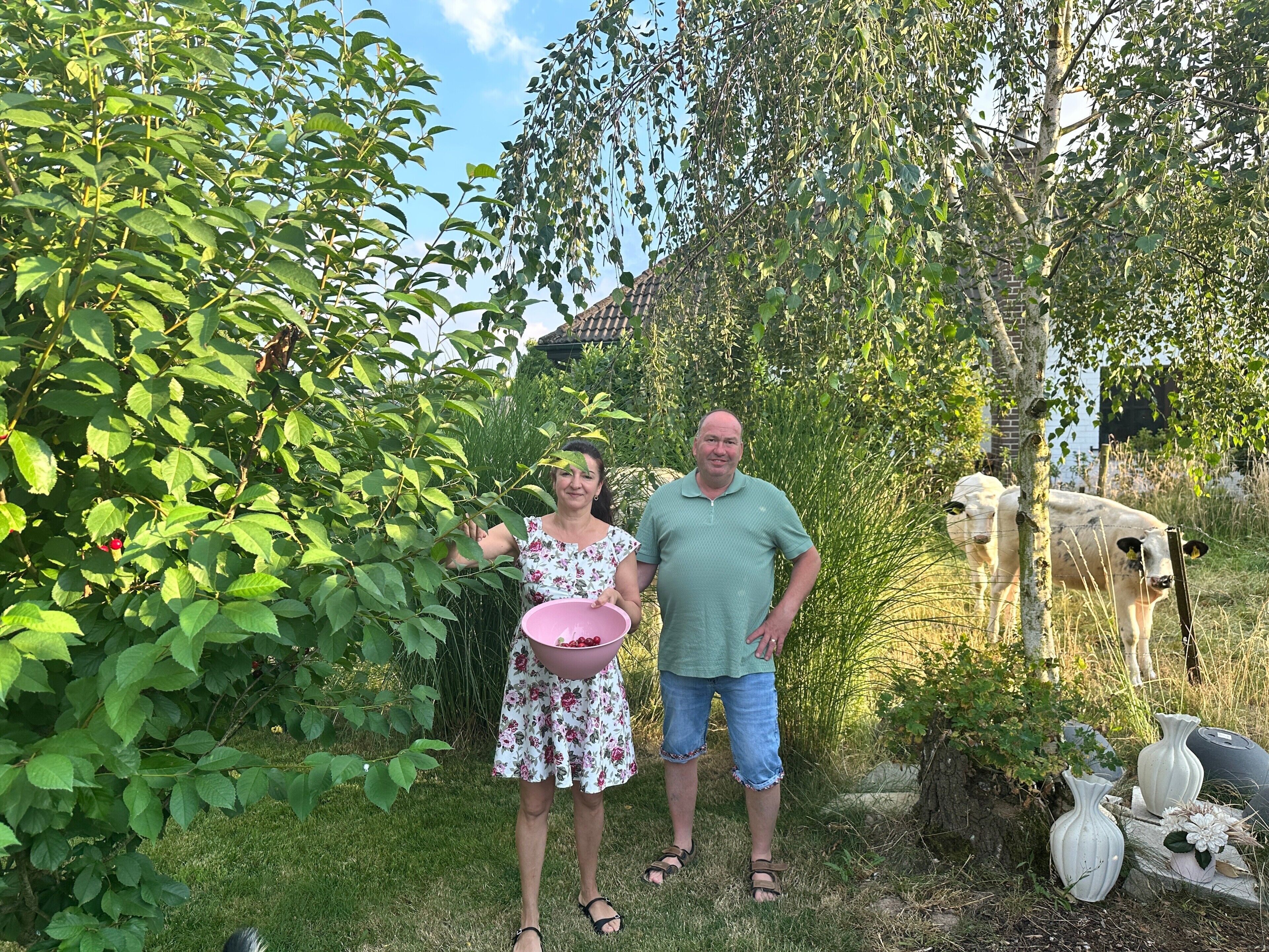 Un jardin verdoyant, un bol rose et une vache en arrière-plan.