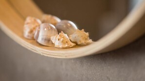 A bowl containing several seashells.