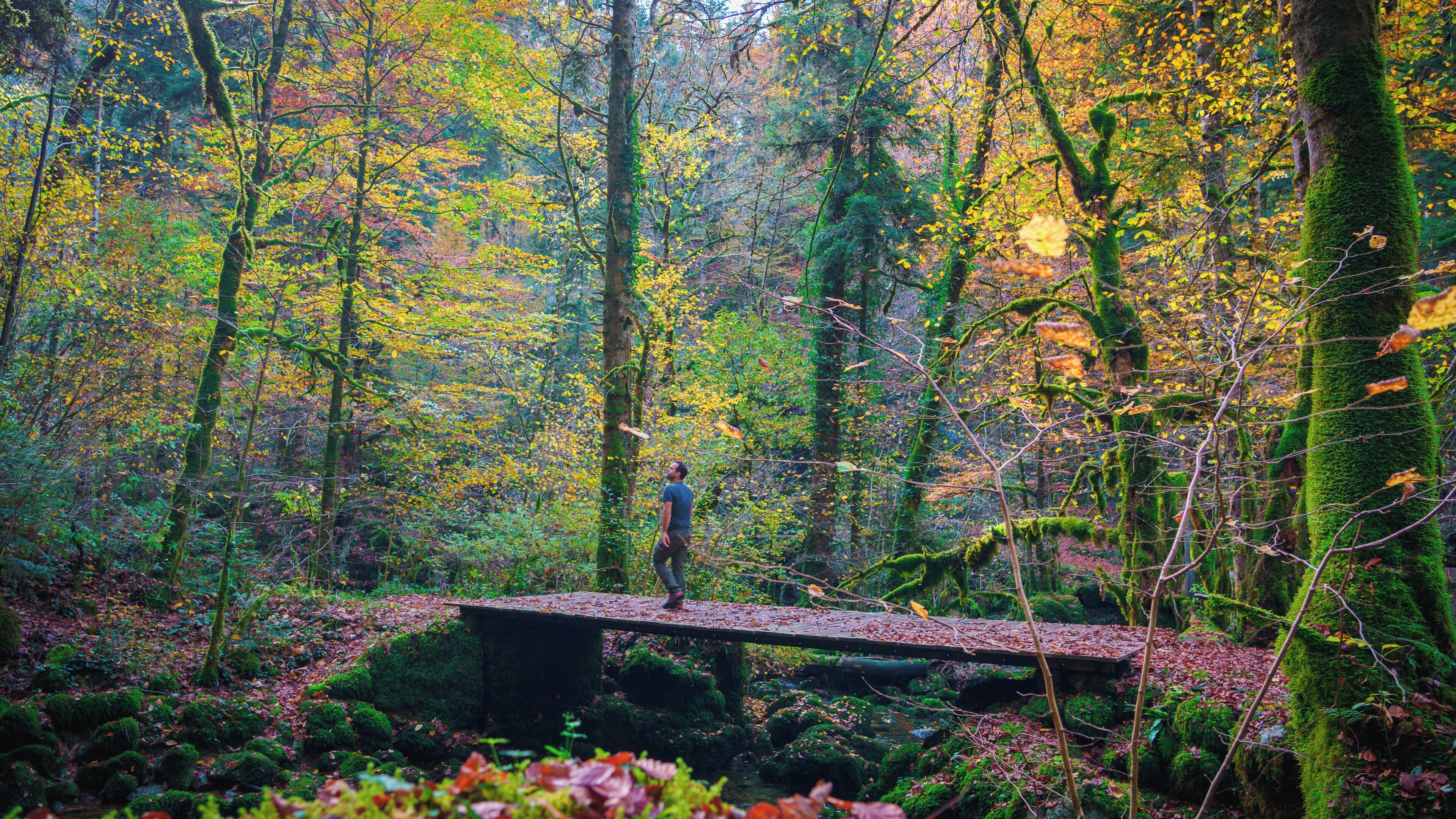 A forest with a wooden bridge and a person standing on it.