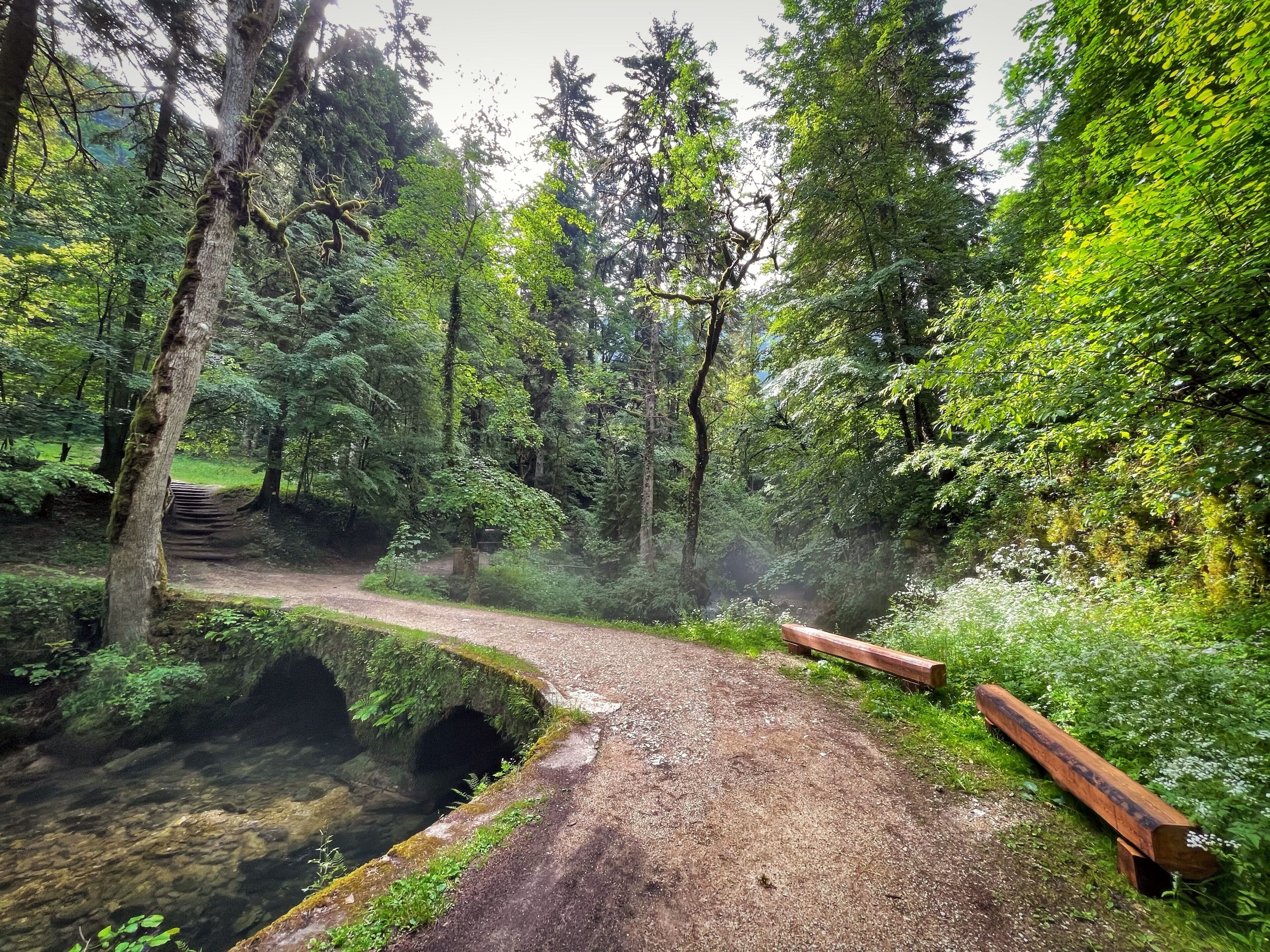 A forest path with a bridge over a stream, surrounded by dense trees and a bench.