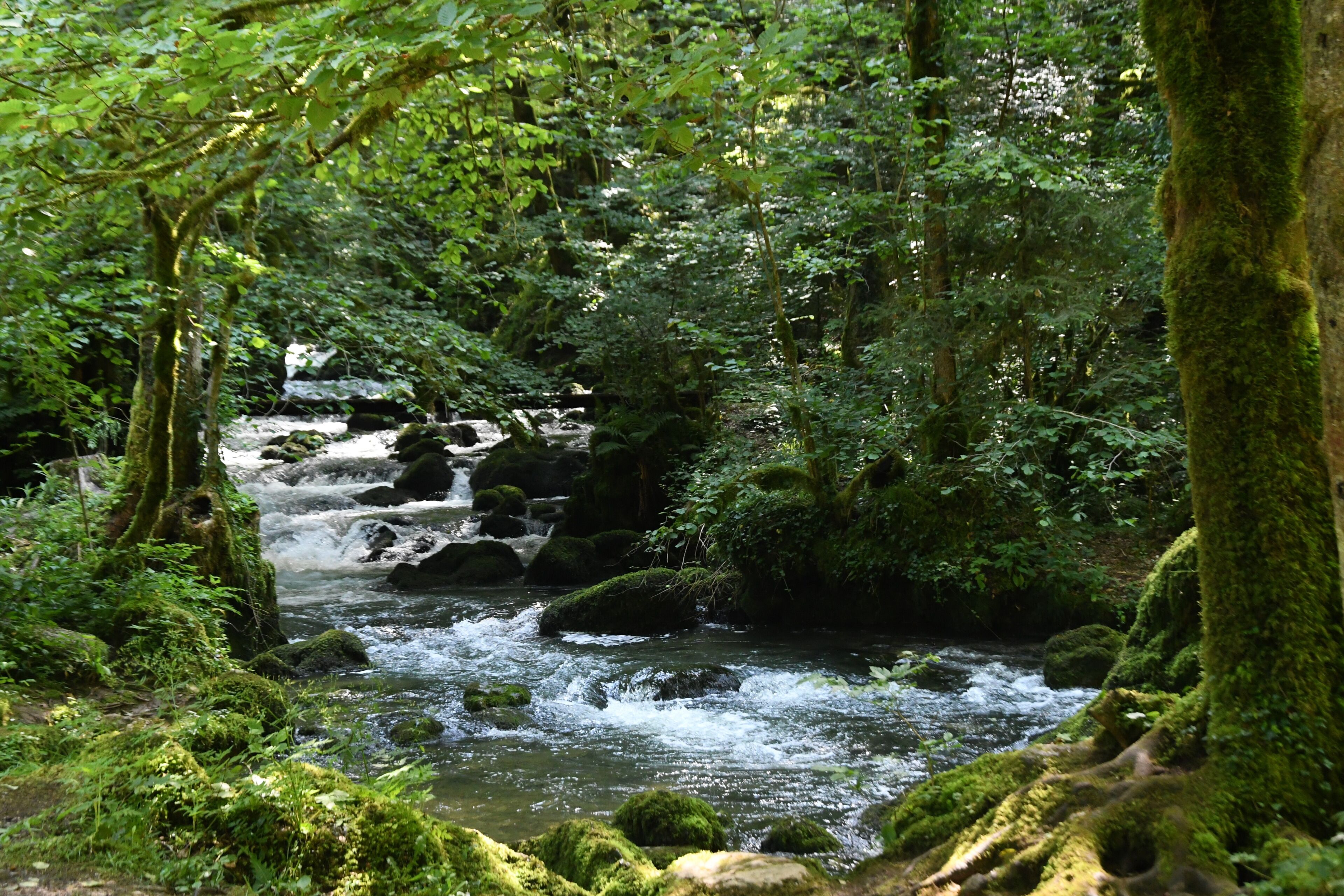 Un arroyo en el bosque con rocas cubiertas de musgo y follaje denso.