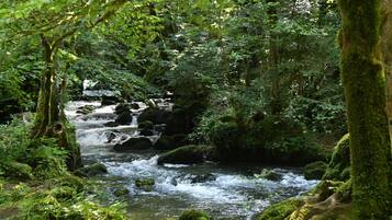 Un arroyo en el bosque con rocas cubiertas de musgo y follaje denso.