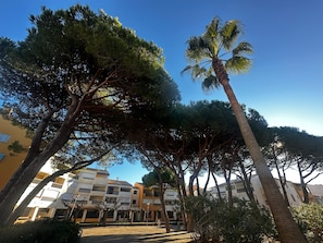 Un patio con árboles altos, una palmera y edificios de varios pisos al fondo.