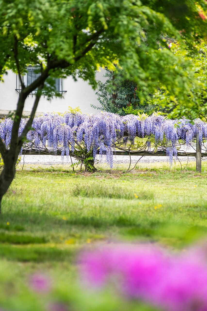 Ein Garten mit blühenden violetten Bäumen und einem Gebäude im Hintergrund.