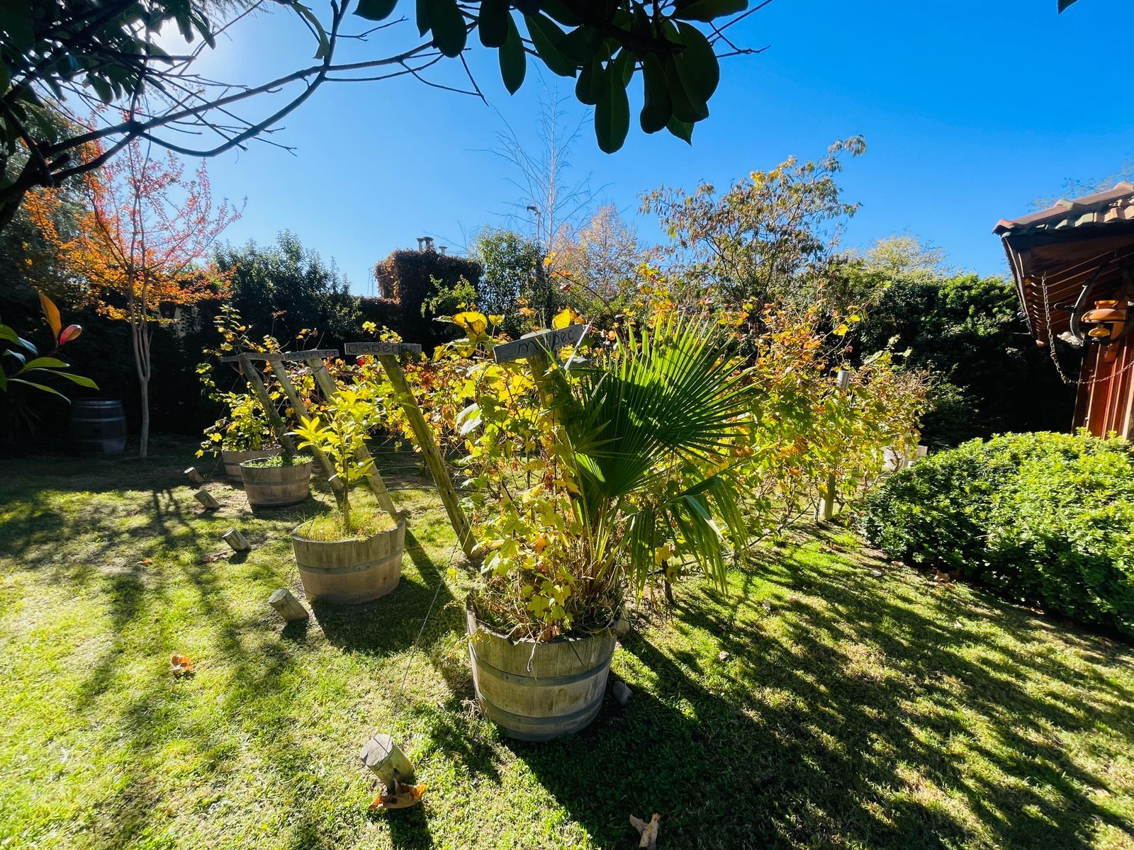A garden with various potted plants and a wooden structure.