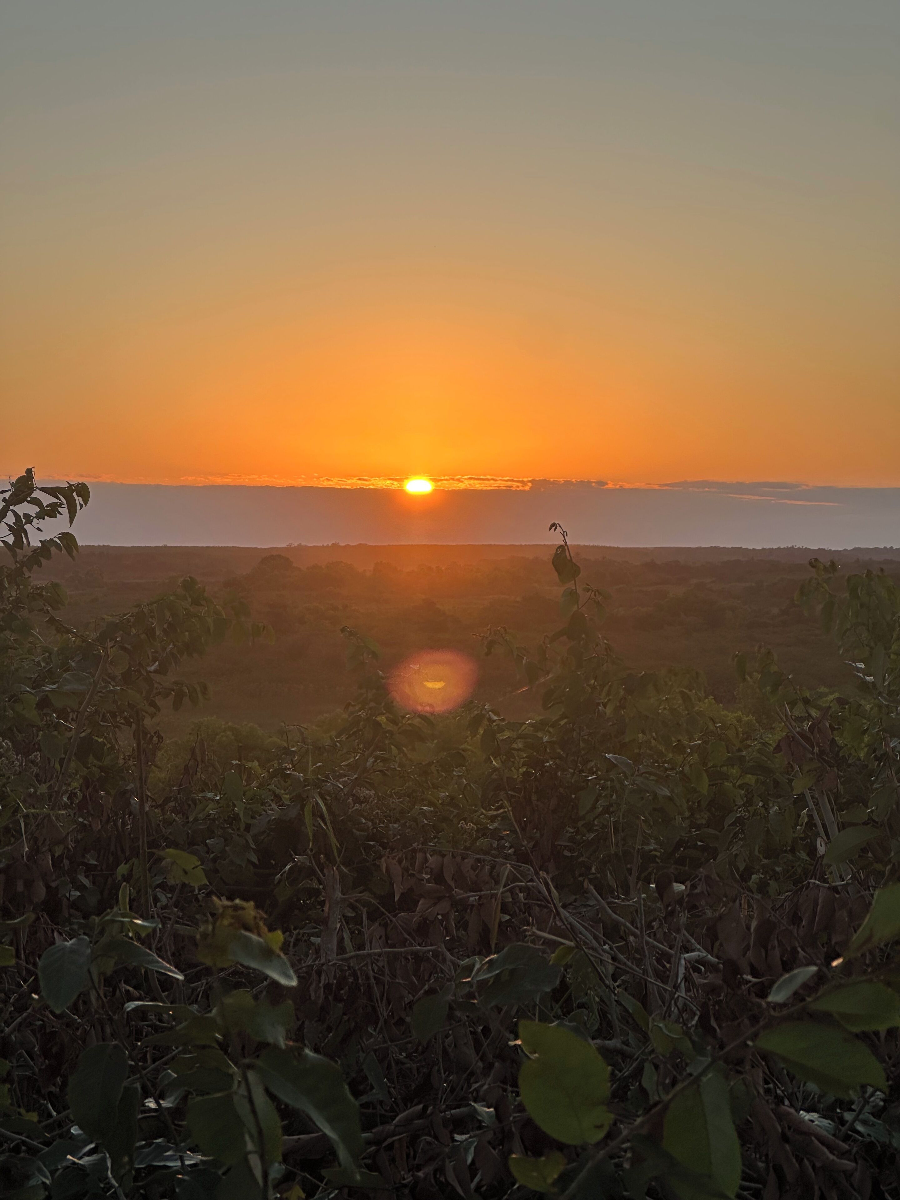 Un coucher de soleil sur un paysage vallonné, avec une végétation au premier plan.