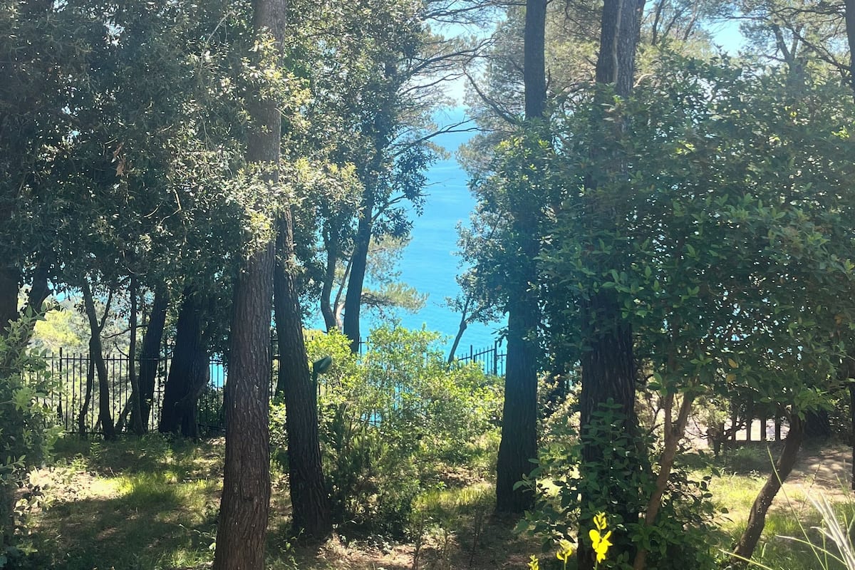 A forested area with tall trees and a clear view of the sky.