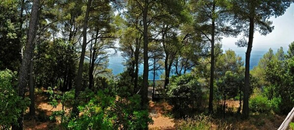 A forested area with a dirt path leading to a wooden structure, overlooking a body of water.