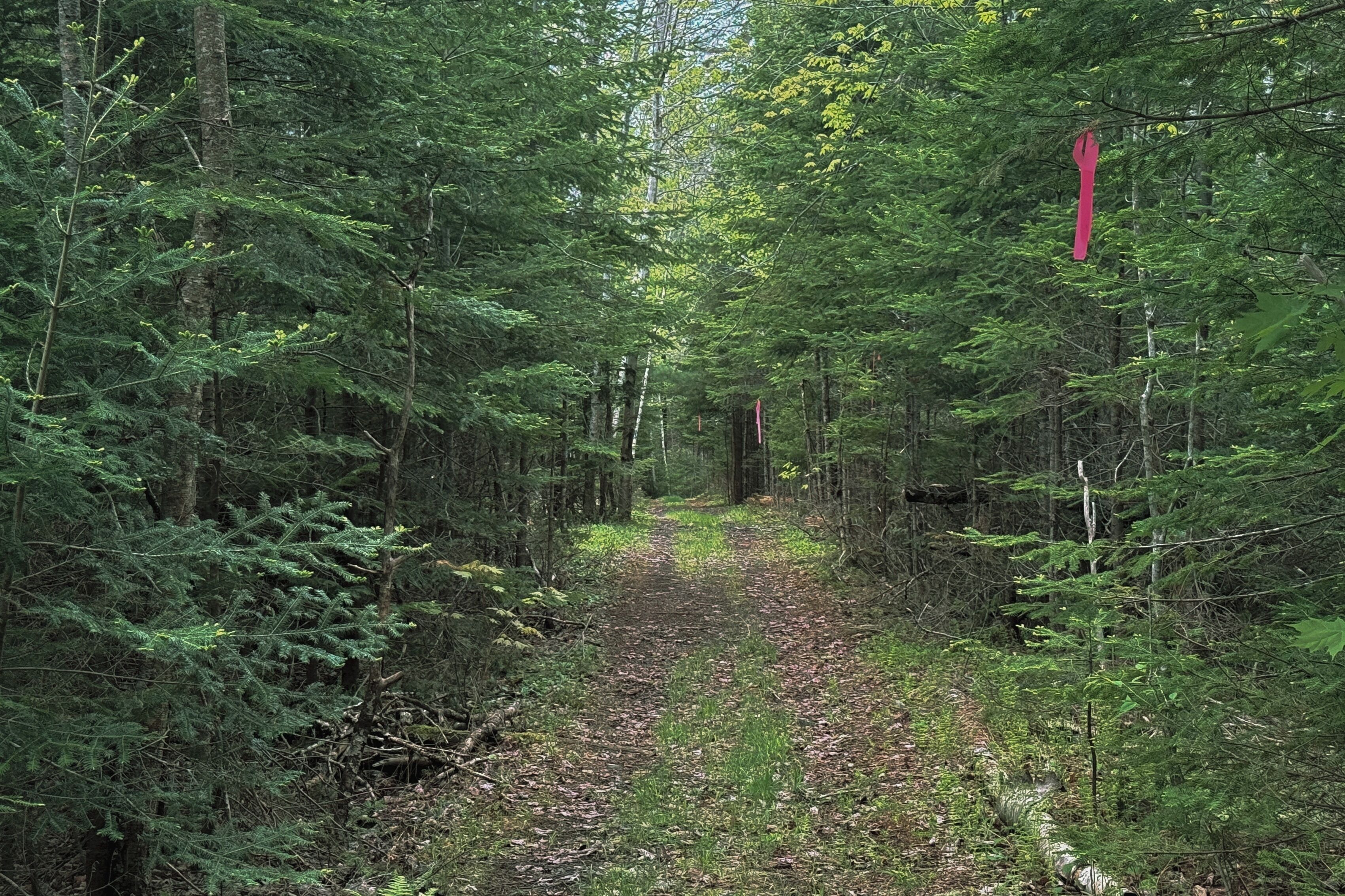 A forested path with dense trees and a red object hanging on a tree.