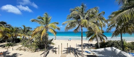 A beach with palm trees, a wooden pathway, and a view of the ocean.