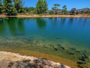 Ein klarer See mit sichtbarer Wasserpflanzenwelt, umgeben von Bäumen und Hügeln.
