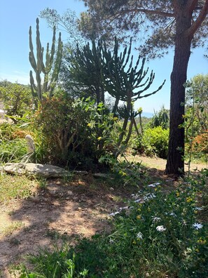 Property grounds - Chambre vue mer terrasse végétation sculpturale Île du Levant naturisme (Hyères)