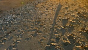 A beach with footprints leading to the water, a bird, and a sunset in the background. - Guestwick by the Sea Private cosy unit walking distance to beach, shops (Dromana)