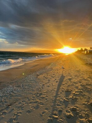 A beach with footprints leading to the water, a bird, and a sunset in the background. - Guestwick by the Sea Private cosy unit walking distance to beach, shops (Dromana)