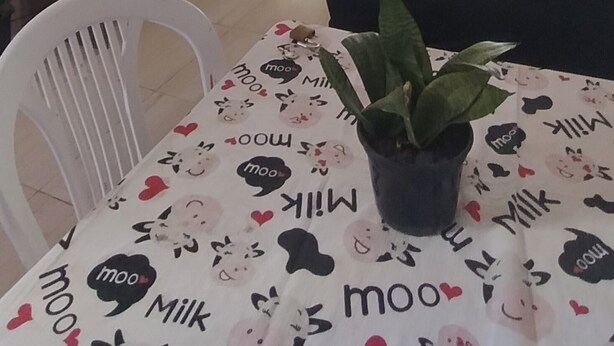 A dining area with a table covered in a 'moo milk' themed tablecloth, a potted plant, and a television on a stand.