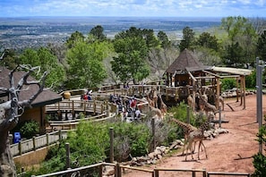A zoo enclosure with giraffes, wooden structures, and a distant view of a town.