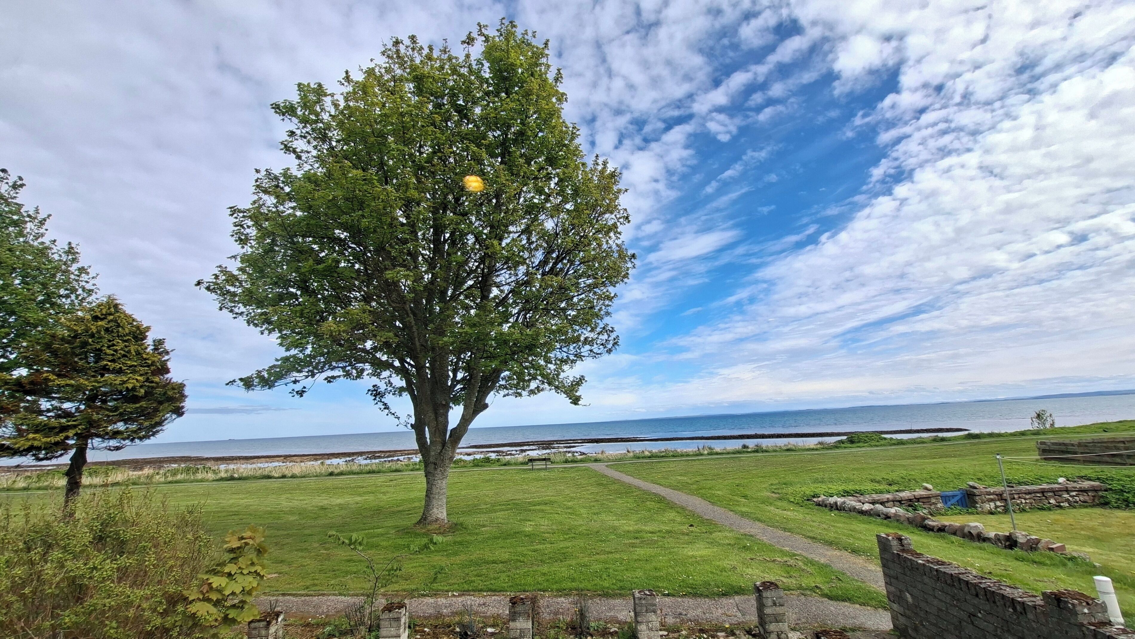 Un árbol en un campo cubierto de hierba, con un sendero que lleva a un banco, con vistas a un cuerpo de agua.