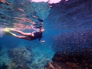 A person swimming underwater with fins, surrounded by a school of fish. - Lhong Lay House (Sattahip)