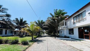 A paved street lined with palm trees and a white building with large windows.
